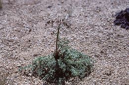 Image of Big Pine biscuitroot