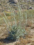 Image of white sage