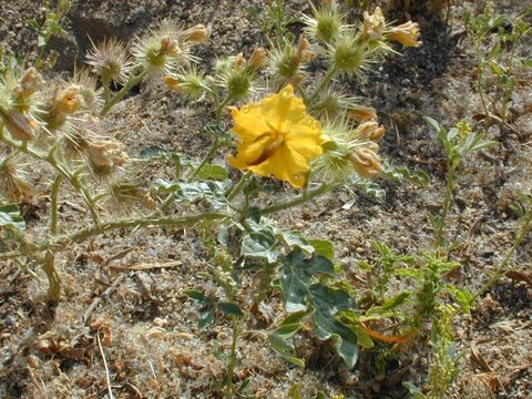 Image of <i>Solanum rostratum</i>