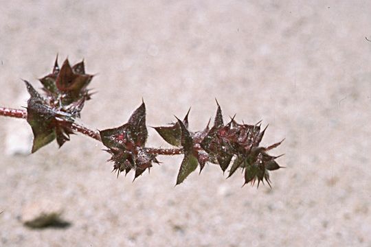 Слика од Mucronea californica Benth.