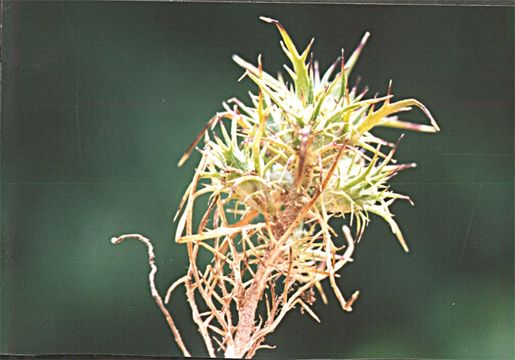 Image of awl-leaf pincushionplant