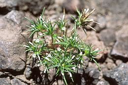 Image of awl-leaf pincushionplant