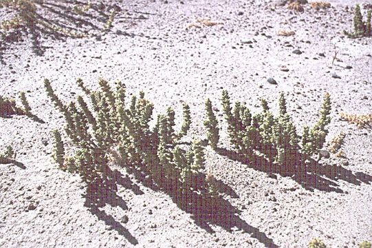 Image of Amargosa niterwort