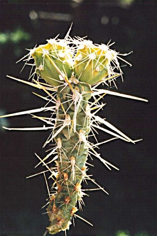 Image of Wiggins' cholla