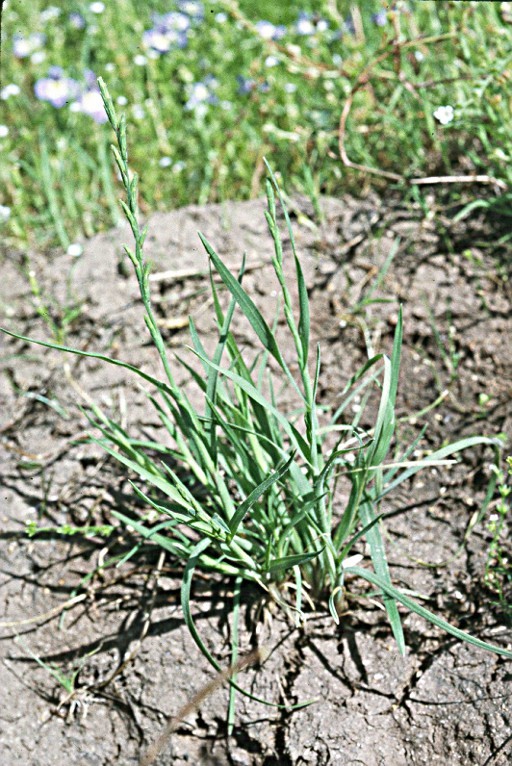 Image of slender Orcutt grass