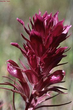 Image of Shasta owl's-clover