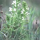 Image of Purple-Flower Lousewort