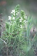 Image of Purple-Flower Lousewort