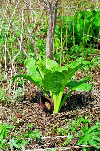 Image of Symplocarpus renifolius Schott ex Tzvelev