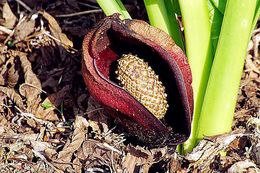 Image of Symplocarpus renifolius Schott ex Tzvelev