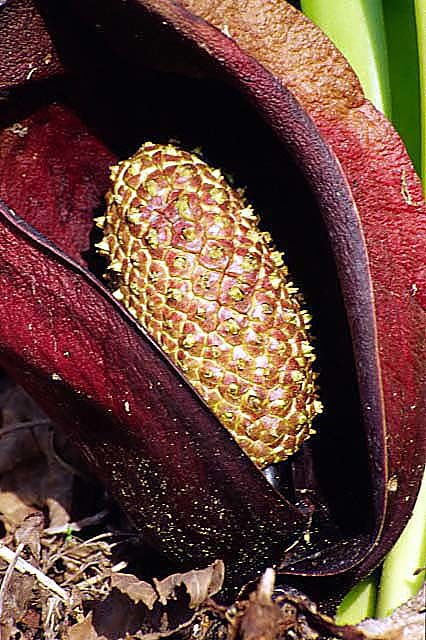 Sivun Symplocarpus renifolius Schott ex Tzvelev kuva