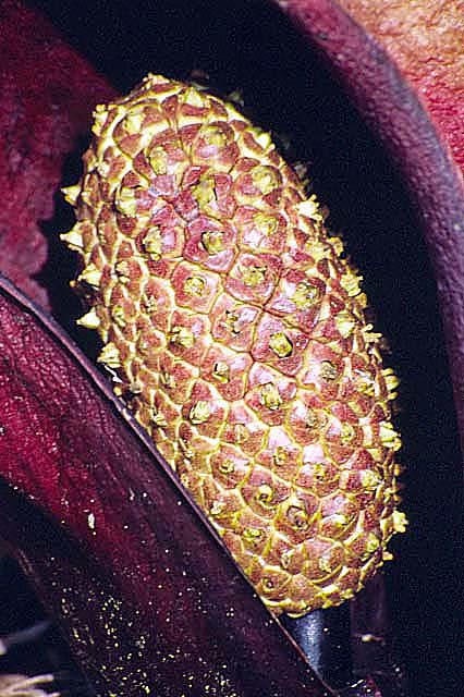 Image of Symplocarpus renifolius Schott ex Tzvelev