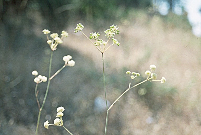 Image of Mother Lode yampah