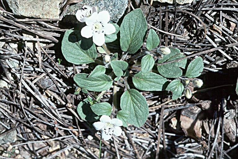 Howellanthus dalesianus (J. T. Howell) Walden & R. Patt. resmi