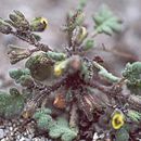 صورة Phacelia inyoensis (Macbr.) Howell