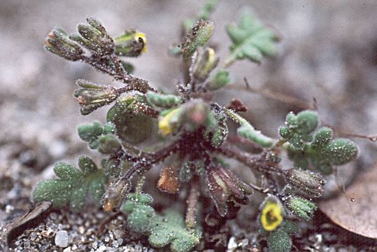 Image of Inyo Yellow Scorpion-Weed