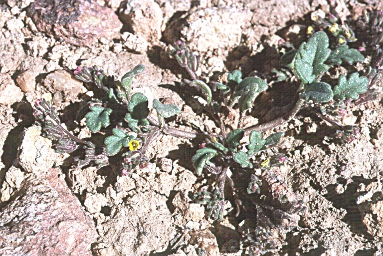 Image of Mono phacelia