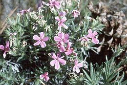 Image of Yreka phlox