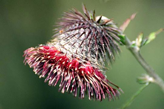 Image of Synurus deltoides (Ait.) Nakai