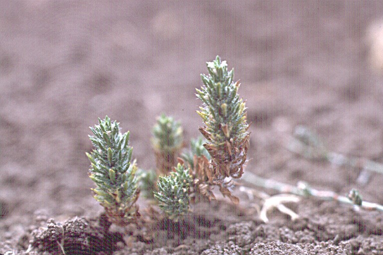 Image of profuseflower mesamint