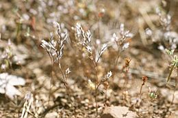 Image of Bidwell's knotweed