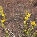 Image of sticky goldenweed