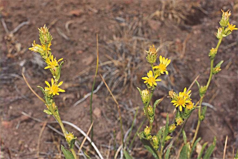 Image of sticky goldenweed