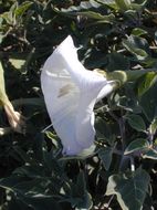 Imagem de Datura wrightii Hort. ex Regel