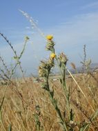 Imagem de Centaurea melitensis L.