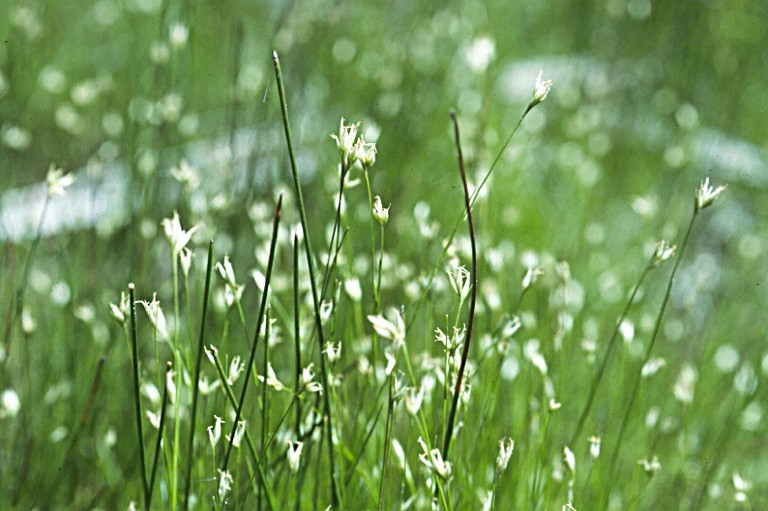 Plancia ëd Rhynchospora alba (L.) Vahl