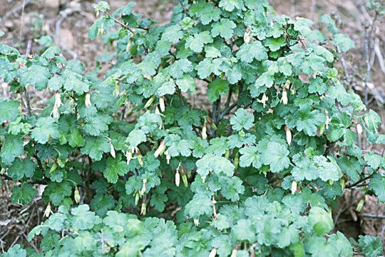 Image of Victor's gooseberry