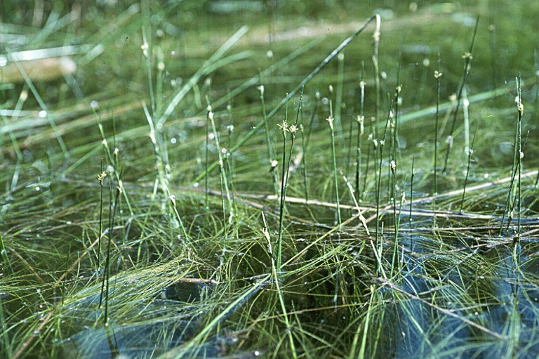 Sivun Schoenoplectus subterminalis (Torr.) Soják kuva