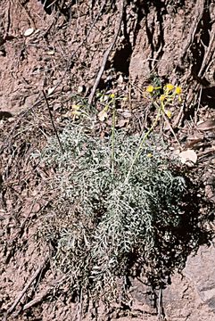 Image of Lewis' groundsel