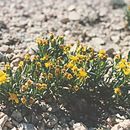 Image of Mono ragwort