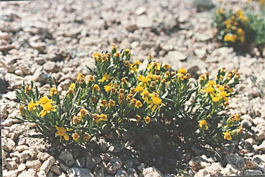 Image of Mono ragwort