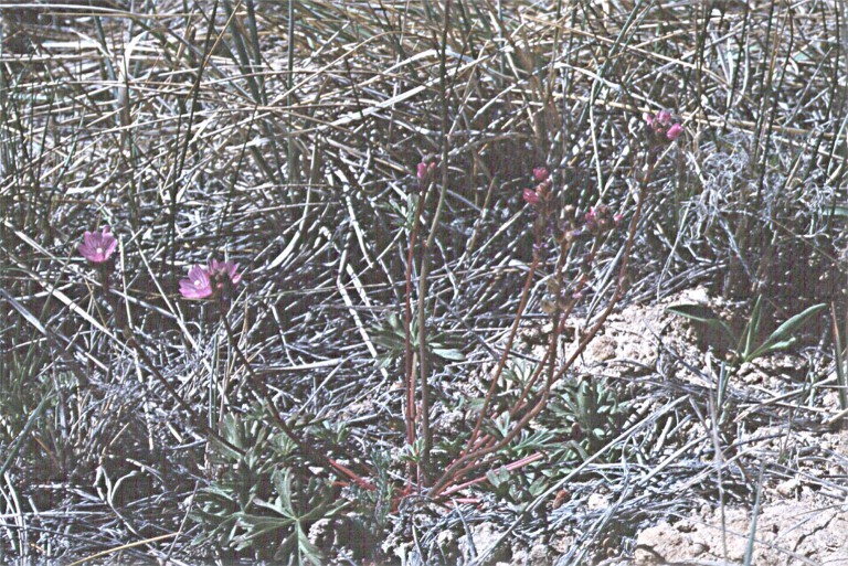 Image of birdfoot checkerbloom