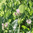 Image of Scadden Flat checkerbloom