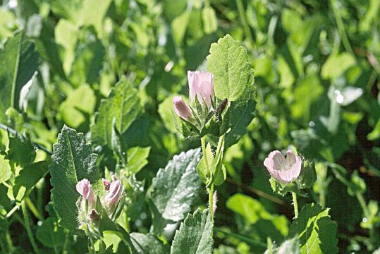 Image of Scadden Flat checkerbloom