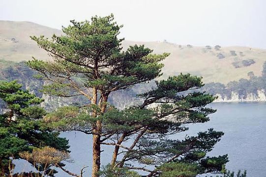 Image of Japanese Red Pine