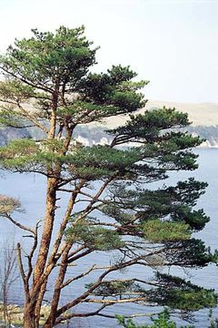 Image of Japanese Red Pine