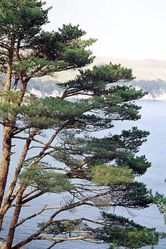 Image of Japanese Red Pine