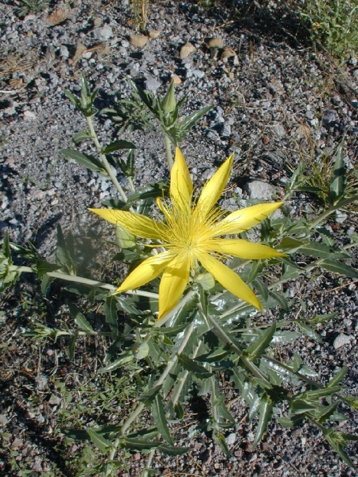 Image of giant blazing star