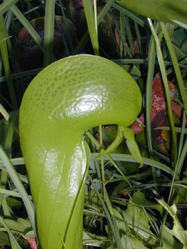 Image of California pitcherplant