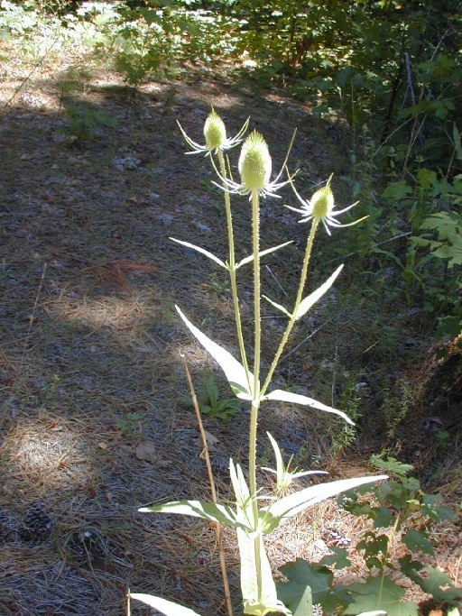 Image of teasel: Fuller's teasel; cutleaf teasel