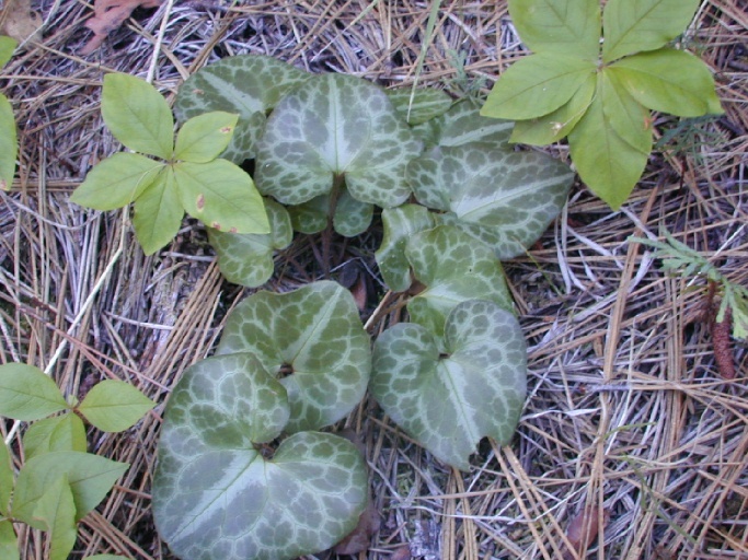 Image de Asarum hartwegii S. Wats.