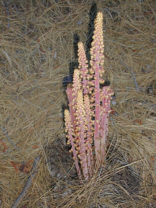 Image of woodland pinedrops