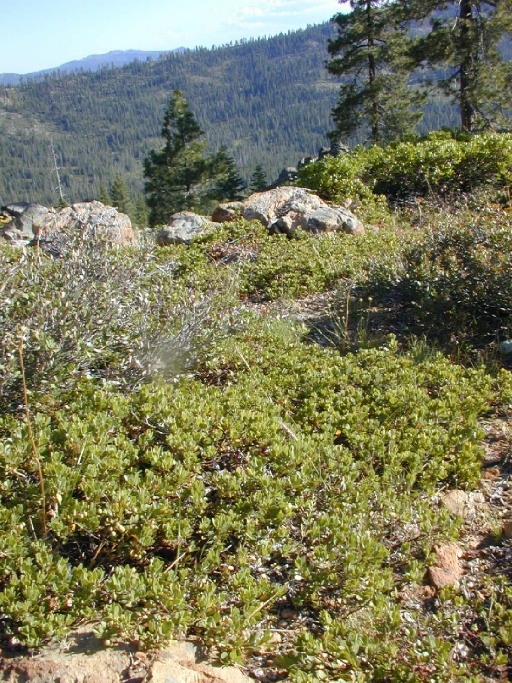 Слика од Arctostaphylos nevadensis A. Gray