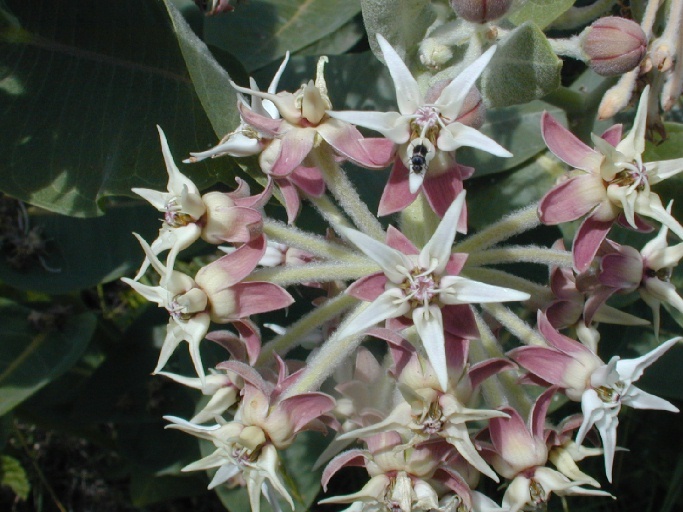 Image of showy milkweed