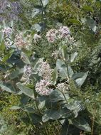 Image of showy milkweed