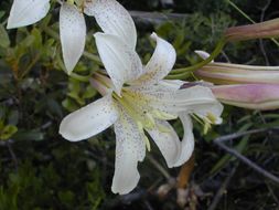 Image de Lilium washingtonianum Kellogg